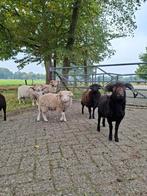 Te koop: Zwoegervrije Ouessant Rammen, Dieren en Toebehoren, Schapen, Geiten en Varkens, Mannelijk, Schaap, 0 tot 2 jaar
