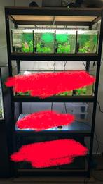 Kweekstelling met 4 bakken lamp en pomp, Ophalen, Zo goed als nieuw, Gevuld zoetwateraquarium