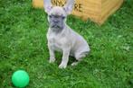 Franse bulldog pups korthaar en fluffy, Rabiës (hondsdolheid), 15 weken tot 1 jaar, Buitenland, Bulldog