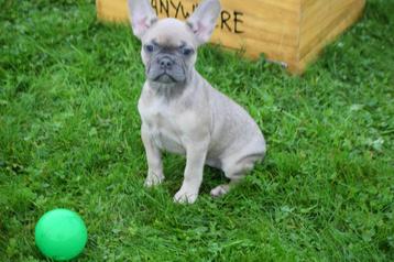 Franse bulldog pups korthaar en fluffy  beschikbaar voor biedingen