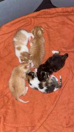 Kittens van 10 november, Ophalen, Katten