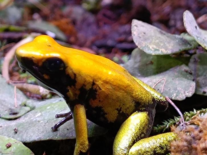 Phyllobates Bicolor