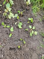 10 stekken Eikenblad hortensia witte bloempluimen, Ophalen of Verzenden, Hortensia, Struik, Minder dan 100 cm