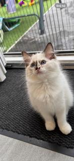 Ragdoll kittens, Dieren en Toebehoren, Katten en Kittens | Raskatten | Langhaar, Poes, Ontwormd, 0 tot 2 jaar