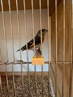 Kapoetsensijs broed 2025, Dieren en Toebehoren, Vogels | Overige Vogels, Meerdere dieren