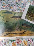 Oude Schoolplaten en Posters - Diverse Thema's, Antiek en Kunst, Antiek | Schoolplaten, Ophalen, Natuur en Biologie
