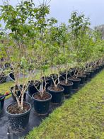 Heptacodium zevenzonenboom meerstammig leverbaar tot 275 cm., Overige soorten, Volle zon, Vaste plant, Ophalen of Verzenden