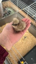 USA zijdehoen kuikens, Dieren en Toebehoren, Geslacht onbekend, Kip