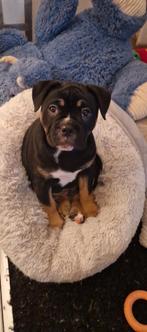 Old englisch bulldog teefje mag nest verlaten!, Dieren en Toebehoren, Honden | Bulldogs, Pinschers en Molossers, Rabiës (hondsdolheid)