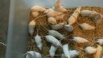 Kleurmuizen / Voedermuizen, Dieren en Toebehoren, Knaagdieren, Augustus, Muis, Meerdere dieren, Tam