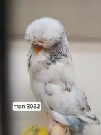 Standaard grasparkiet recessief bont man, Mannelijk, Parkiet, Geringd