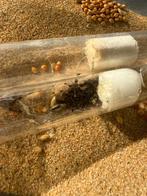 Kolonie Messor Barbarus de zaadmieren, Dieren en Toebehoren, Insecten en Spinnen, Mieren