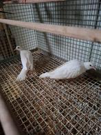 Witte tortelduiven, Dieren en Toebehoren, Vogels | Duiven, Meerdere dieren, Overige soorten