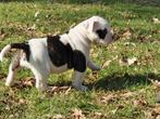 Prachtige Amerikaanse bulldog pups met stamboom, Nederland, CDV (hondenziekte), 8 tot 15 weken, Bulldog