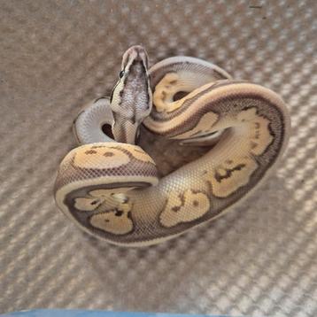 Pewter puzzle x mojave enchi blaze het puzzle beschikbaar voor biedingen