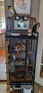 Twee lieve caiques en toebehoren, Dieren en Toebehoren, Vogels | Parkieten en Papegaaien, Parkiet