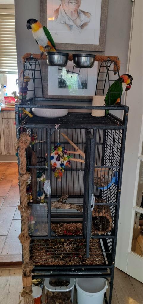Twee lieve caiques en toebehoren, Dieren en Toebehoren, Vogels | Parkieten en Papegaaien, Parkiet