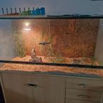 Terrarium met 2 jonge rattenslangen., Ophalen, Zo goed als nieuw
