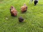 Goud zwart gezoomde orpington toom, Dieren en Toebehoren, Pluimvee, Meerdere dieren, Kip