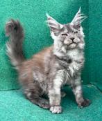 Laaste mooie maine coon kitten te koop uit grote lijne, Poes, Gechipt