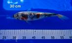 Jong volwassen Goshiki koi., Dieren en Toebehoren, Vissen | Vijvervissen, Karper of Koi