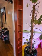 Benno kast IKEA DVD/CD Kast, Huis en Inrichting, Kasten | Boekenkasten, Ophalen, Met plank(en), Minder dan 50 cm, Gebruikt