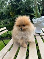 Prachtige rasechte mini pomeriaantjes(bear face ), Dieren en Toebehoren, België, Particulier, Reu, 8 tot 15 weken