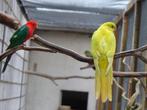 Konings-Parkieten Mutatis, Dieren en Toebehoren, Vogels | Parkieten en Papegaaien, Meerdere dieren, Parkiet, Geringd