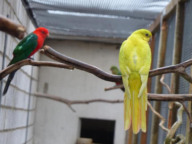 Konings-Parkieten Mutatis, Dieren en Toebehoren, Vogels | Parkieten en Papegaaien, Parkiet, Meerdere dieren, Geringd