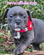 Prachtige old english bulldog pups, Dieren en Toebehoren, Bulldog, Meerdere, Meerdere dieren, Nederland