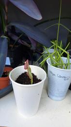 Hoya Linearis, Ophalen, Overige soorten, Minder dan 100 cm
