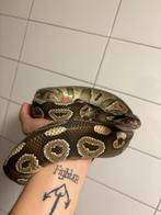 Black pastel, Dieren en Toebehoren, Slang, 3 tot 6 jaar