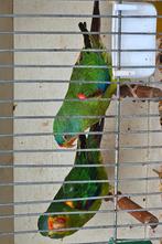 Koppel Swiftparkieten, Meerdere dieren, Parkiet, Geringd