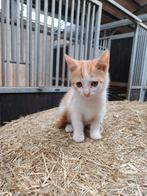 Boerderij kitten, poesje, Dieren en Toebehoren, Katten en Kittens | Overige Katten, Poes