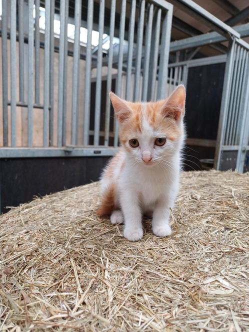 Boerderij kitten, poesje, Dieren en Toebehoren, Katten en Kittens | Overige Katten, Poes