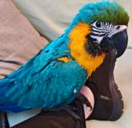 Gezocht Gezocht Lieve jonge ara, Dieren en Toebehoren