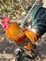 Sabelpoot haan porcelein, Dieren en Toebehoren, Mannelijk, Kip