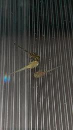 Baby axolotls, Dieren en Toebehoren, Amfibie, 0 tot 2 jaar