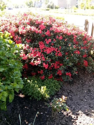 Azalea beschikbaar voor biedingen