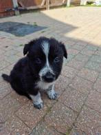 Mooie border colie pups van een eerste huiselijk nestje, CDV (hondenziekte), Particulier, Meerdere, 8 tot 15 weken