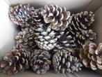 1 x 20 mooie droge natuurlijke DENNENAPPELS 7 cm ( X ), Hobby en Vrije tijd, Knutselen, Ophalen of Verzenden, Nieuw, Materiaal