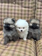 Mini pomeriaan puppy's meisjes, Dieren en Toebehoren, België, Particulier, Rabiës (hondsdolheid), 8 tot 15 weken