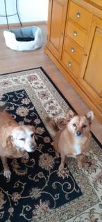 Hondenopvang in huiselijke kring in Leidschendam, Diensten en Vakmensen, Dieren | Honden | Verzorging, Oppas en Les