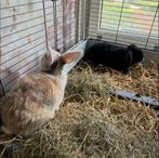 Konijnen, Dieren en Toebehoren, Konijnen, Mannelijk, Dwerg
