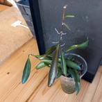 hoya wayetti nr 109, Ophalen of Verzenden, Halfschaduw, Minder dan 100 cm