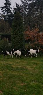 Mooi koppel Grote zwart bonte geiten, Dieren en Toebehoren, Schapen, Geiten en Varkens, Meerdere dieren, Geit