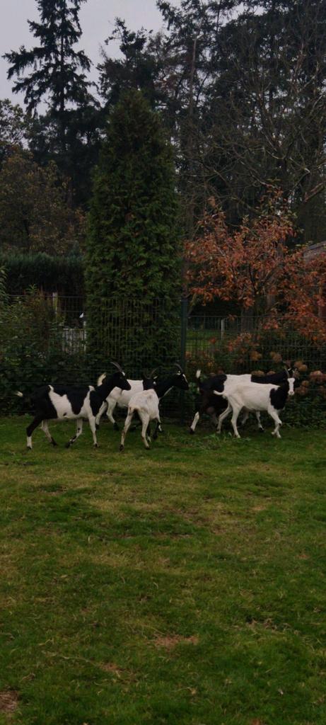 Mooi koppel Grote zwart bonte geiten, Dieren en Toebehoren, Schapen, Geiten en Varkens, Geit, Meerdere dieren