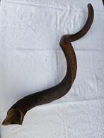 Robuuste Kudu Hoorn - 95cm. Shofar, Ophalen of Verzenden