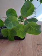 Jonge flessenplanten, gekweekt uit eigen zaden, Ophalen, In pot, Minder dan 100 cm, Bloeiende kamerplant