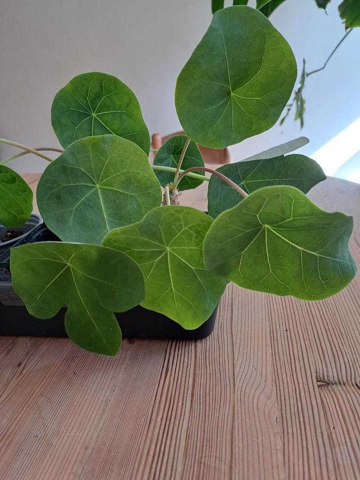 Jonge flessenplanten, gekweekt uit eigen zaden, Huis en Inrichting, Kamerplanten, Minder dan 100 cm, Bloeiende kamerplant, Volle zon